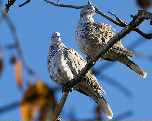 Birdwatching Spots