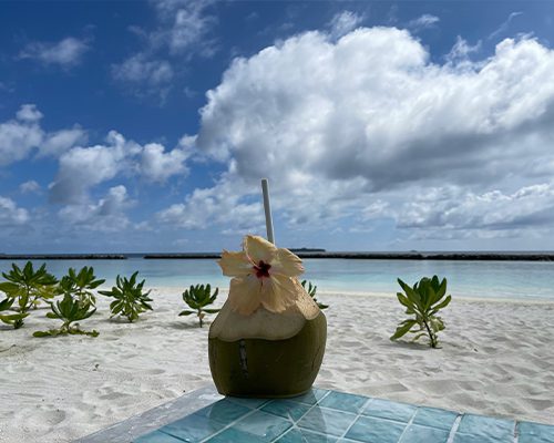 Coconut Tree Hil