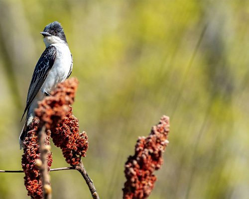 Kumana Bird Sanctuary