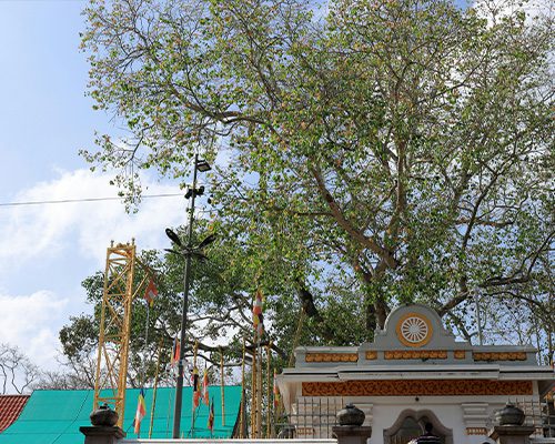 Sri Maha Bodhi