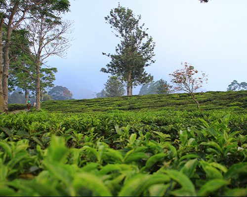 Tea Plantations