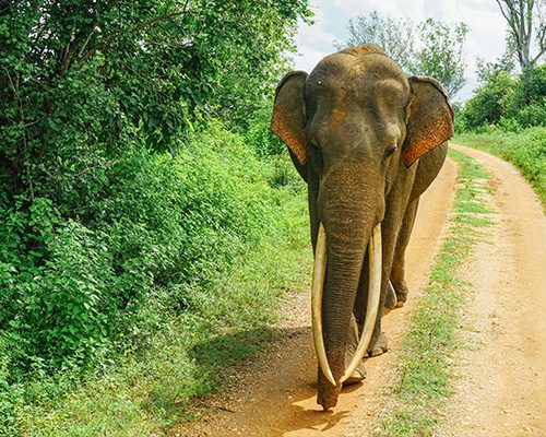 Udawalawe National Park