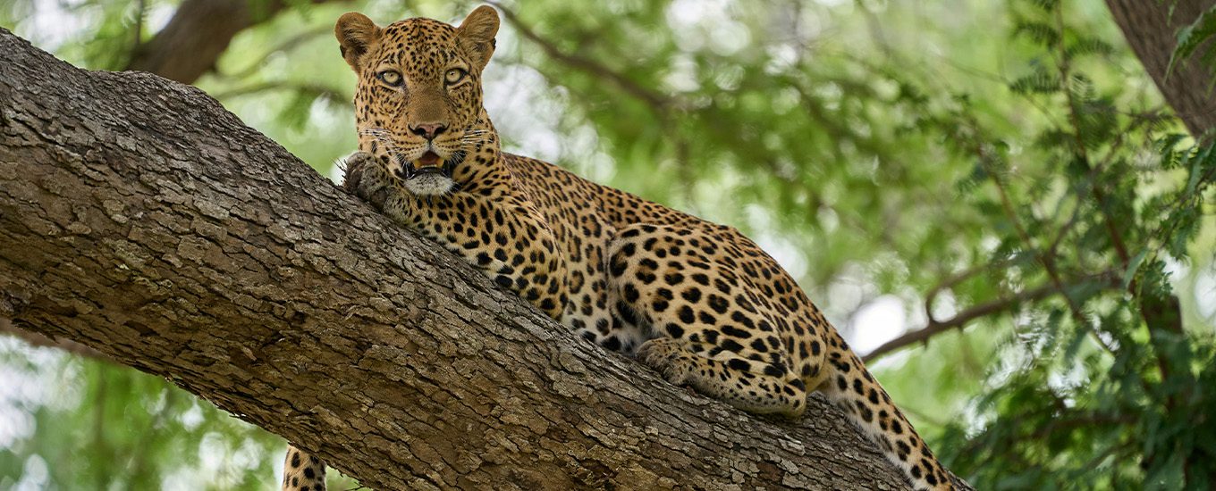 Yala National Park destination page Yala National Park destination page