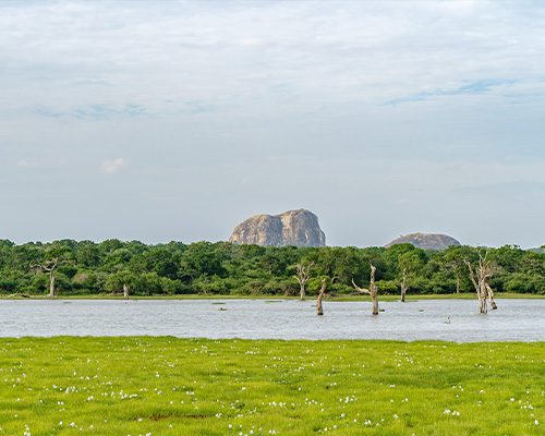 (Yala West & Ruhuna